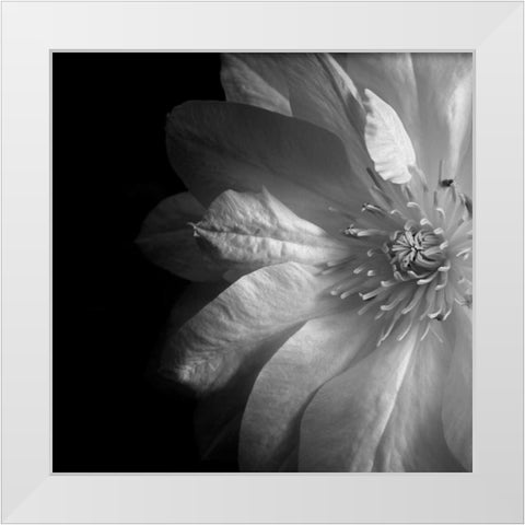 Clematis White Modern Wood Framed Art Print by Le Blanc, Dawn