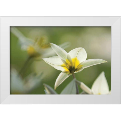 Dreaming Turkinstan Tulips White Modern Wood Framed Art Print by Robertson, Leda