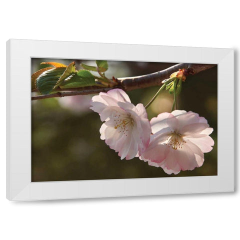Cherry Blossom Joy White Modern Wood Framed Art Print by Robertson, Leda