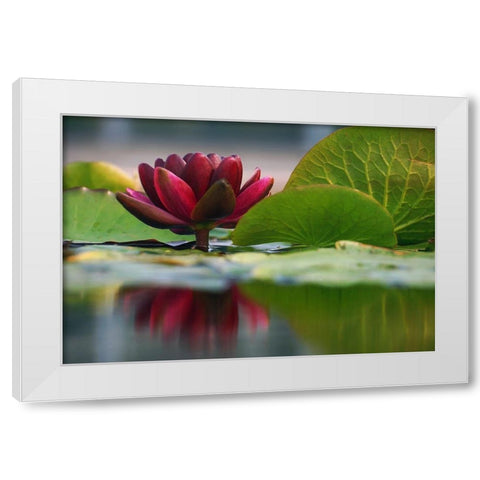 Lily Reflections II White Modern Wood Framed Art Print by Robertson, Leda