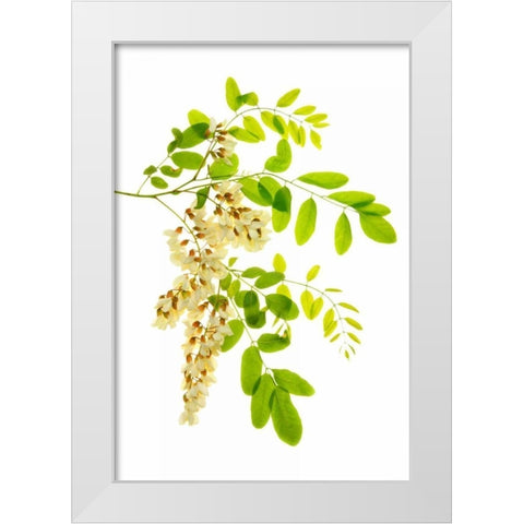 Honey Locusts I White Modern Wood Framed Art Print by Robertson, Leda