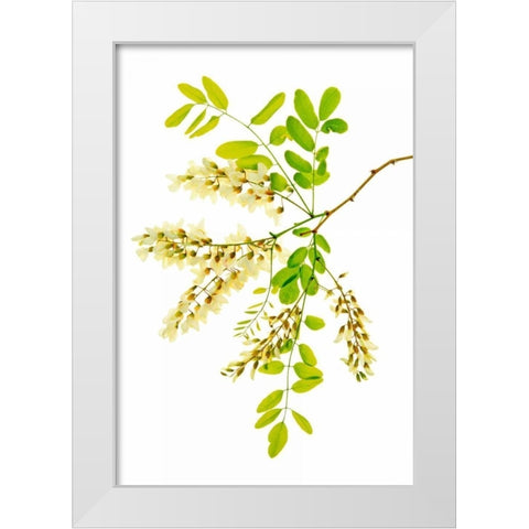 Honey Locusts II White Modern Wood Framed Art Print by Robertson, Leda