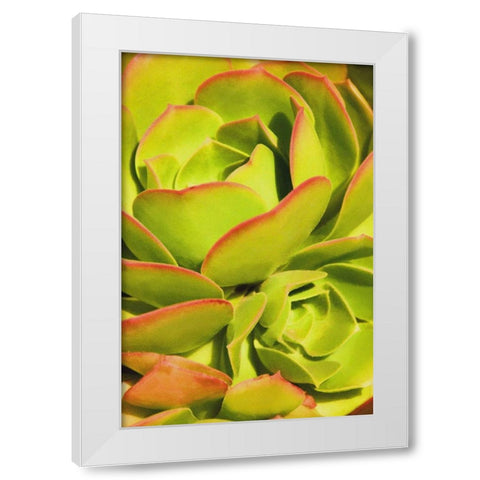 Sweet Succulents I White Modern Wood Framed Art Print by Robertson, Leda