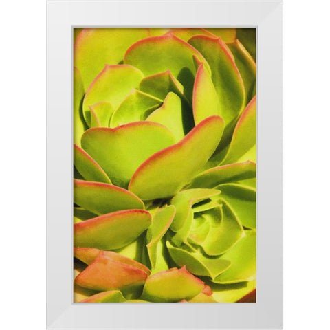 Sweet Succulents I White Modern Wood Framed Art Print by Robertson, Leda