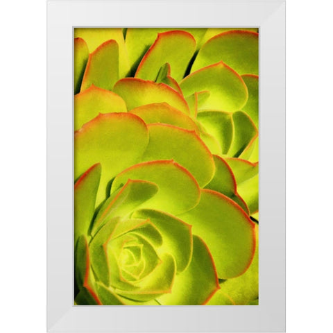Sweet Succulents II White Modern Wood Framed Art Print by Robertson, Leda