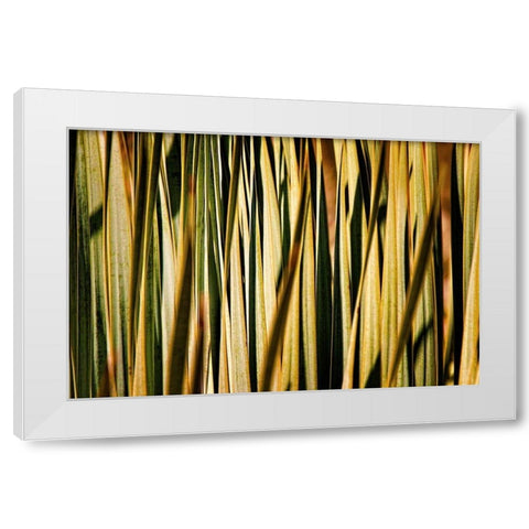 Desert Grasses I White Modern Wood Framed Art Print by Robertson, Leda
