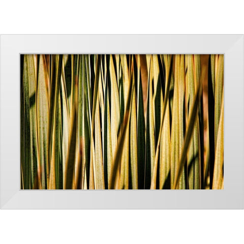 Desert Grasses I White Modern Wood Framed Art Print by Robertson, Leda
