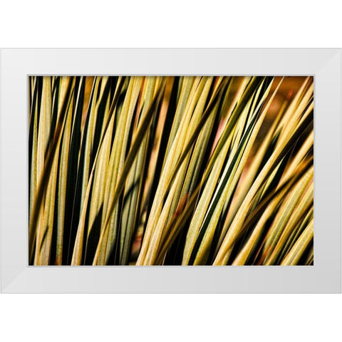 Desert Grasses II White Modern Wood Framed Art Print by Robertson, Leda