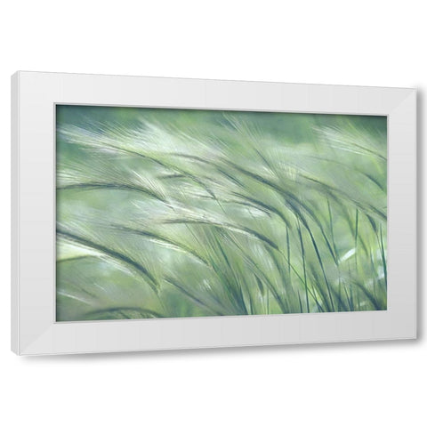 Gentle Dreams  White Modern Wood Framed Art Print by Robertson, Leda