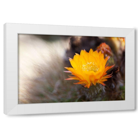Wild Flowers I White Modern Wood Framed Art Print by Mourier, Lily