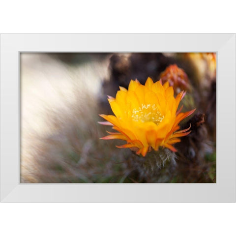 Wild Flowers I White Modern Wood Framed Art Print by Mourier, Lily