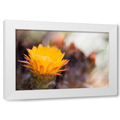 Wild Flowers II White Modern Wood Framed Art Print by Mourier, Lily
