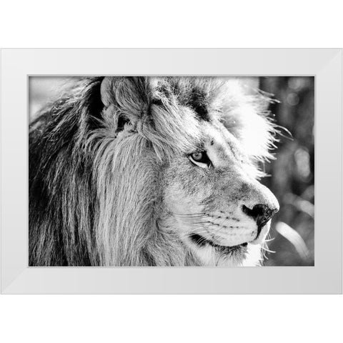 Majestic White Modern Wood Framed Art Print by Drummond, Max