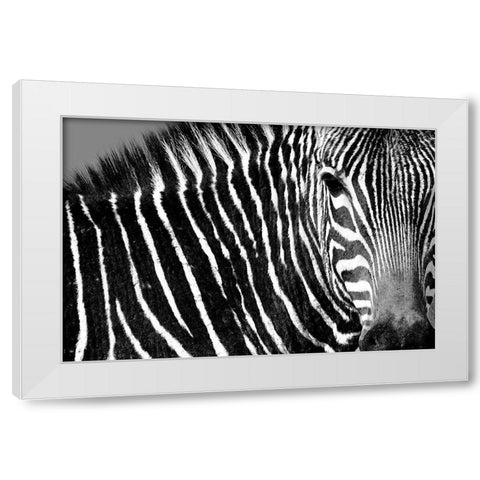 Curiosity White Modern Wood Framed Art Print by Drummond, Max