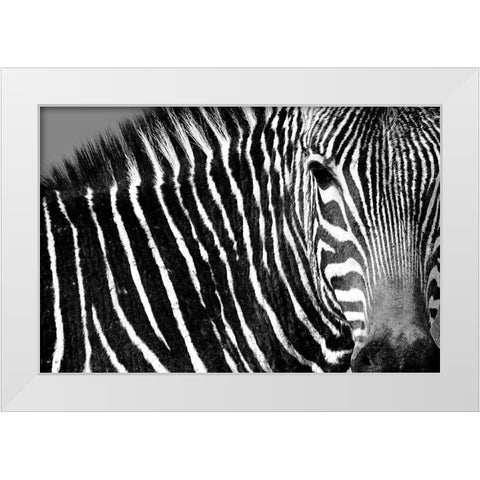 Curiosity White Modern Wood Framed Art Print by Drummond, Max