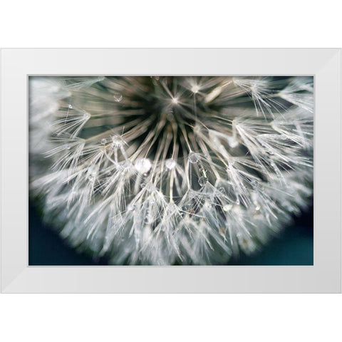 Dandelion Wishes White Modern Wood Framed Art Print by Miller, Irene