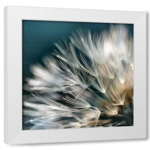 Dandelion Dreams I White Modern Wood Framed Art Print by Miller, Irene