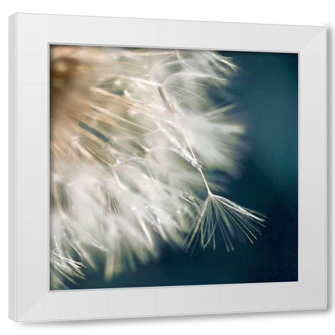 Dandelion Dreams III White Modern Wood Framed Art Print by Miller, Irene