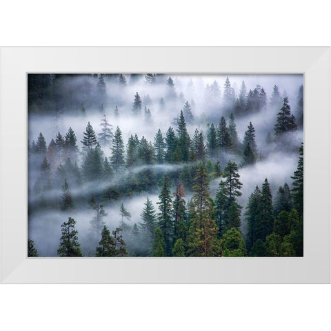 Fog swirling through trees White Modern Wood Framed Art Print by Frates, Nicki