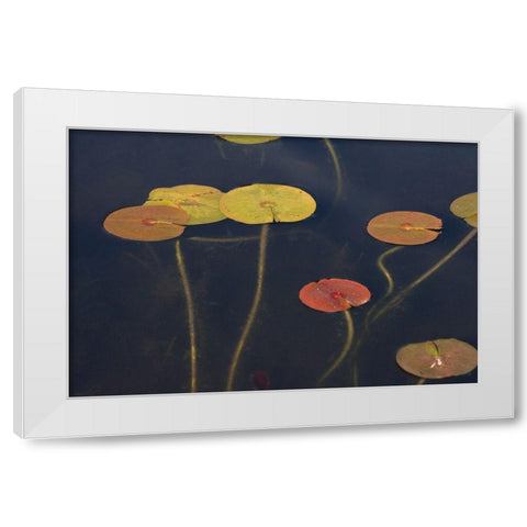 Lilypad II White Modern Wood Framed Art Print by Stelfox, Norm