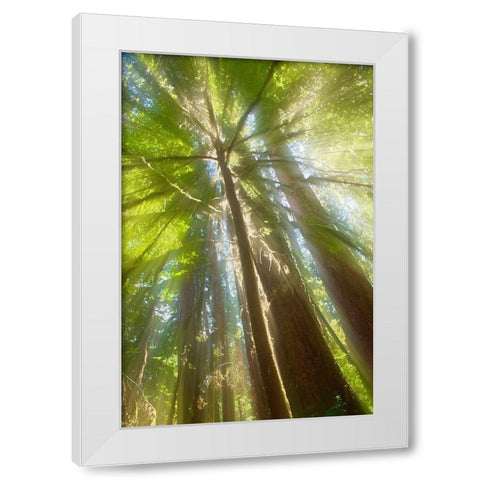 Trees Bathed in Light II White Modern Wood Framed Art Print by Stelfox, Norm