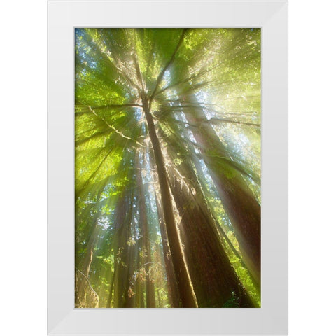 Trees Bathed in Light II White Modern Wood Framed Art Print by Stelfox, Norm