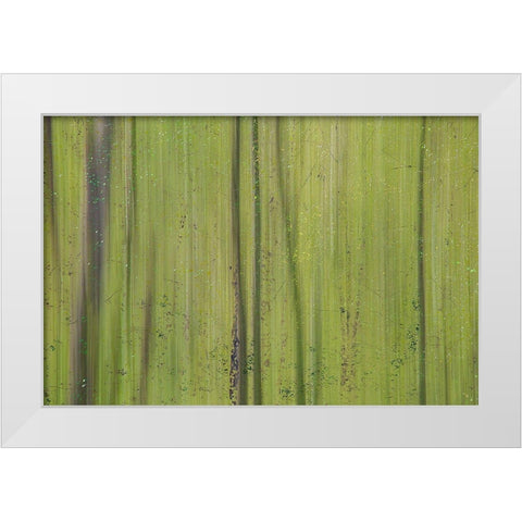 Green III White Modern Wood Framed Art Print by Stelfox, Norm