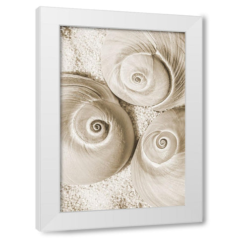 seashell II White Modern Wood Framed Art Print by Stelfox, Norm
