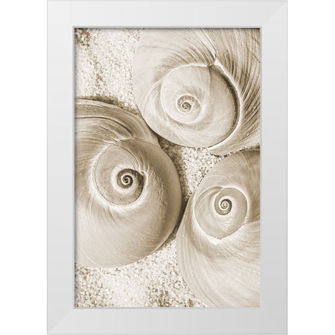 seashell II White Modern Wood Framed Art Print by Stelfox, Norm