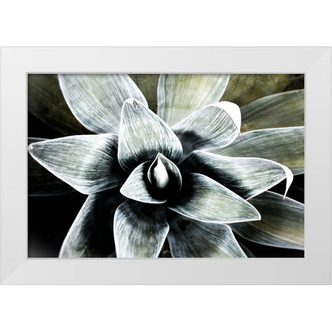 California Succulent White Modern Wood Framed Art Print by Orlov, Irena