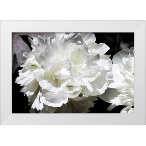 White Peony I  White Modern Wood Framed Art Print by Orlov, Irena