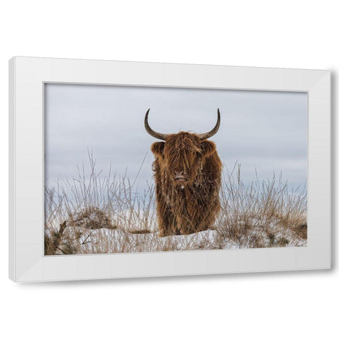 Highlander in Snow White Modern Wood Framed Art Print by Den, Van