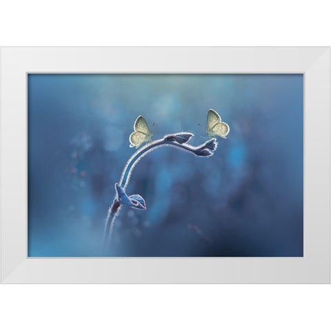 Priyadi-Two Butterflies Meet Each Other White Modern Wood Framed Art Print by 1x