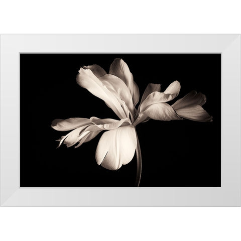 Untitled White Modern Wood Framed Art Print by Myles