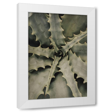Studio III - Aloe 002  White Modern Wood Framed Art Print by Studio III