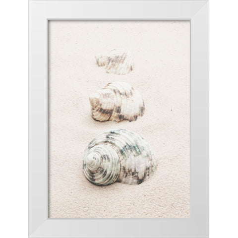 Studio III - Shells  White Modern Wood Framed Art Print by Studio III