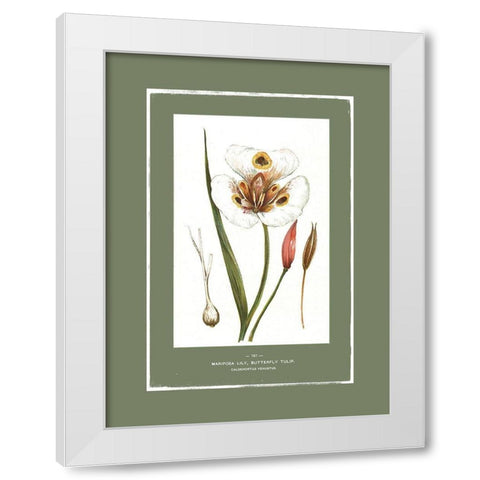 Green Botanics I  White Modern Wood Framed Art Print by PI Studio