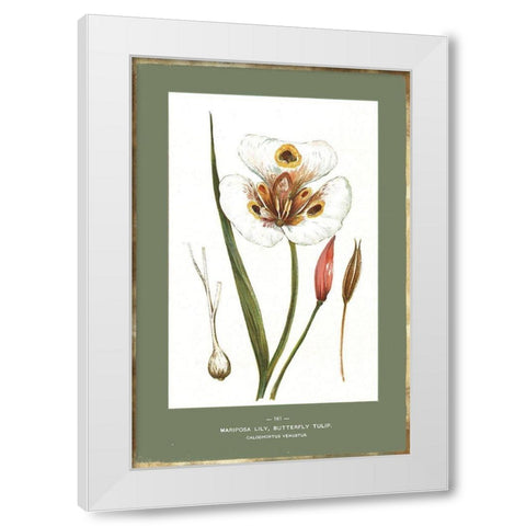 Green Botanics IV White Modern Wood Framed Art Print by PI Studio