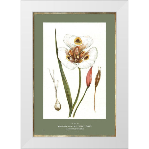 Green Botanics IV White Modern Wood Framed Art Print by PI Studio