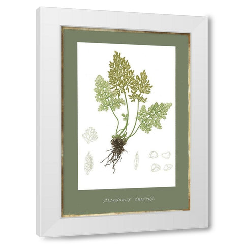 Botanical Garden IV White Modern Wood Framed Art Print by PI Studio