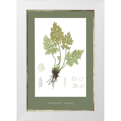 Botanical Garden IV White Modern Wood Framed Art Print by PI Studio