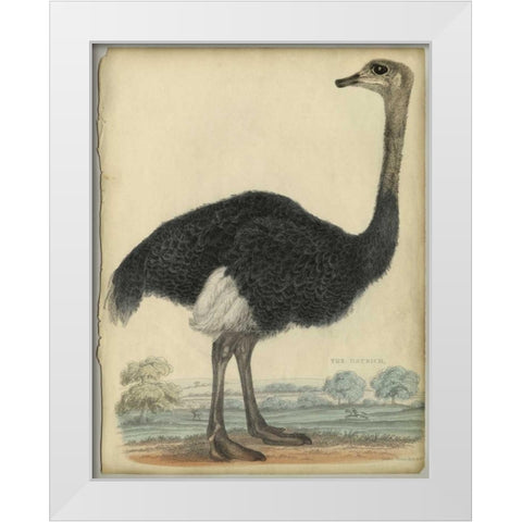 The Ostrich  White Modern Wood Framed Art Print by PI Collection