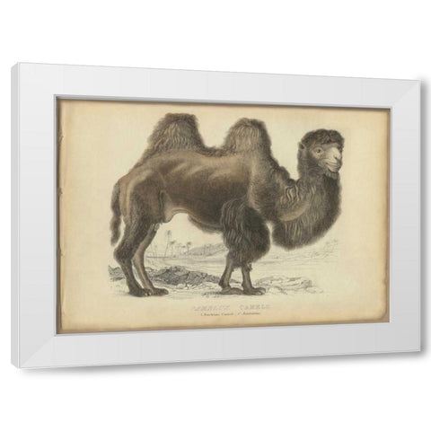 Camel Dromedary White Modern Wood Framed Art Print by PI Collection