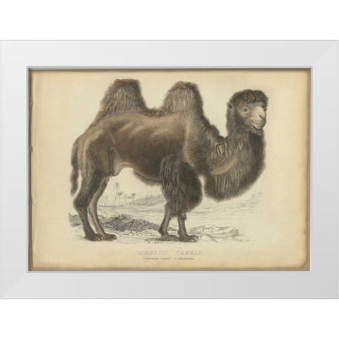 Camel Dromedary White Modern Wood Framed Art Print by PI Collection