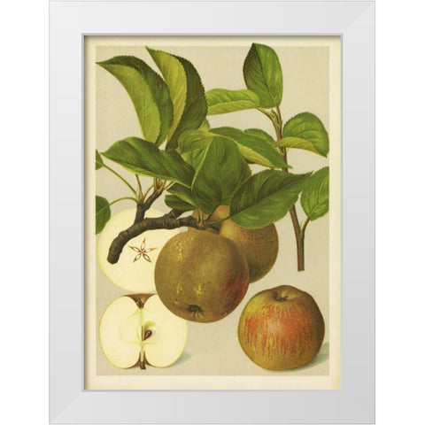 Russet Apples I White Modern Wood Framed Art Print by PI Collection