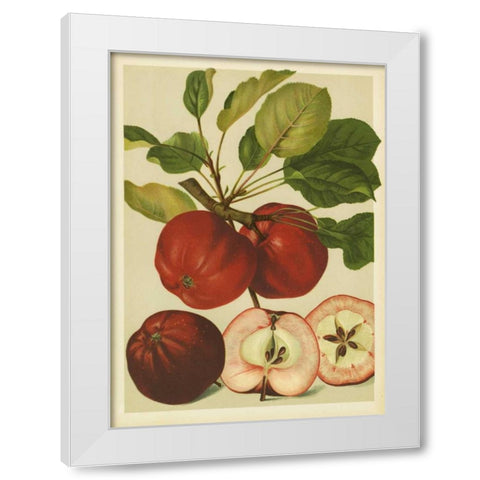 Red Veli Apples II White Modern Wood Framed Art Print by PI Collection