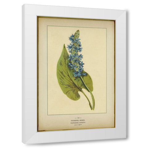 Pickerel Weed White Modern Wood Framed Art Print by PI Collection