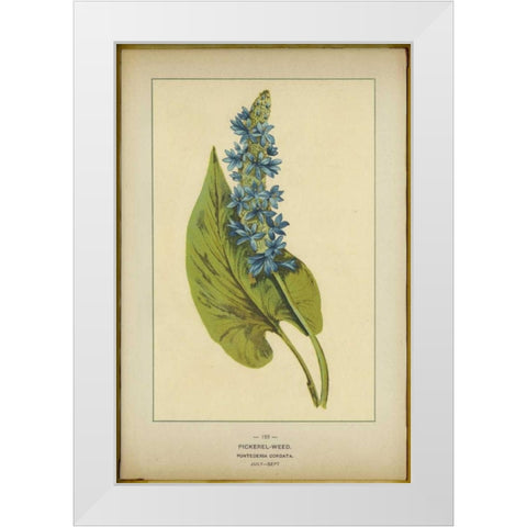 Pickerel Weed White Modern Wood Framed Art Print by PI Collection