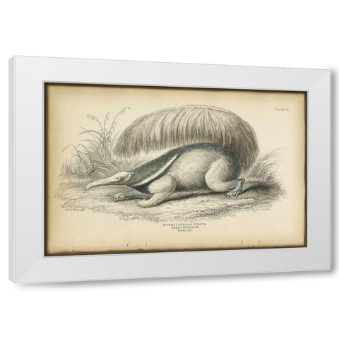 Great Anteater White Modern Wood Framed Art Print by PI Collection