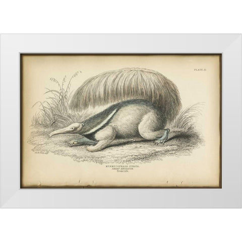 Great Anteater White Modern Wood Framed Art Print by PI Collection